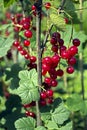 Branch of red currant with lots of ripe berries