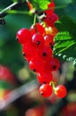 A branch of red currant