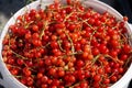 Branch of red currant in plastic container on white background Royalty Free Stock Photo