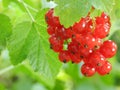 A branch of red currant