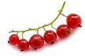 Branch of red currant on white background Royalty Free Stock Photo