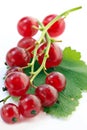 Branch of red currant on white background Royalty Free Stock Photo