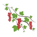 A branch of red currant on a white background. Decorative element. Royalty Free Stock Photo