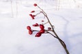 Branch of a red dog rose against a white snow Royalty Free Stock Photo