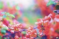 Branch with red flowers on blurred background Royalty Free Stock Photo