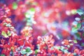 Branch with red flowers on blurred background Royalty Free Stock Photo