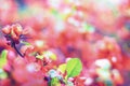 Branch with red flowers on blurred background Royalty Free Stock Photo