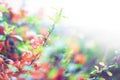 Branch with red flowers on blurred white background Royalty Free Stock Photo