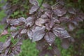 Reddish foliage of Prunus cerasifera nigra tree