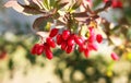 a branch with red fresh barberry berries in nature