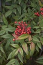 Nandina domestica shrub Royalty Free Stock Photo