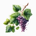 Branch red grape berries of purple berries. Illustration of grapes with leaves on white background. Proper nutrition, ripe berries