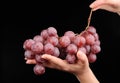 Branch of red grapes in the hand isolated on black