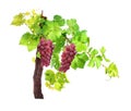 Branch of red grapes vine leaves isolated on white background. Royalty Free Stock Photo