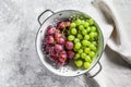 A branch of red and green grapes in a colander. Gray background. Top view Royalty Free Stock Photo