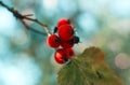 A branch with red hawthorn berries in the garden with a natural blurred background. Red hawthorn fruits, close-up. Selective focus Royalty Free Stock Photo
