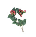 Branch of Red hypericum berries or Hypericum Magical Triumph on white background with clipping path. Royalty Free Stock Photo