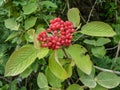 Branch with red immature fruits of wayfarer