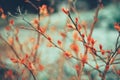 red leaf branch green background garden nature Royalty Free Stock Photo