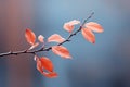 a branch with red leaves on it against a blurred background Royalty Free Stock Photo