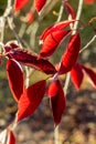 A branch with red leaves in autumn, in the light of sunset Royalty Free Stock Photo