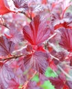 Branch with red leaves. Beautiful leaf colours.