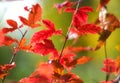 Branch with red leaves on a blurred background. Autumn landscape Royalty Free Stock Photo