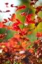 Branch with red leaves on a blurred background. Autumn landscape Royalty Free Stock Photo