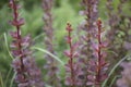 Branch with red leaves on a blurred background. Royalty Free Stock Photo