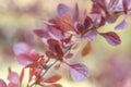 Branch with red leaves on a blurred background. Colorful leaves on barberry bush. Autumn pattern. Royalty Free Stock Photo