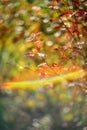Branch with red leaves on a blurry background and rainbow flare