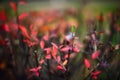 Branch with red leaves on a blurry background and rainbow flare