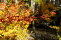Branch with red leaves. Colorful autumn bush. Autumnal city park on a sunny day. Selective focus photography. Bright fall
