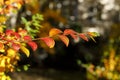 Branch with red leaves. Colorful autumn bush. Autumnal garden on a sunny day. Selective focus photography. Bright fall background Royalty Free Stock Photo