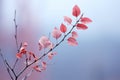 a branch with red leaves on it in front of a blurred background Royalty Free Stock Photo