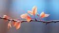 a branch with red leaves on it in front of a blurred background Royalty Free Stock Photo