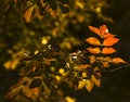 Branch with red leaves of sumach in chiaroscuro