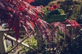 Branch of red maple tree in sun rays Royalty Free Stock Photo