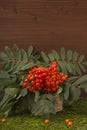 A branch of red mountain ash with a green leaf. Royalty Free Stock Photo