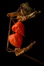Branch of red-orange Chinese Lanterns; Physalis Alkekengi flower