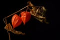 Branch of red-orange Chinese Lanterns; Physalis Alkekengi flower Royalty Free Stock Photo