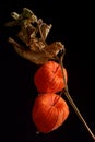Branch of red-orange Chinese Lanterns; Physalis Alkekengi flower