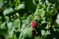 Branch of ripe raspberries in a garden