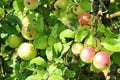 Branch with red ripe apples on apple tree close up in sunny day Royalty Free Stock Photo