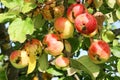 Branch with red ripe apples on apple tree close up in sunny day Royalty Free Stock Photo