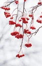 Branch with red ripe berries of mountain ash covered with snow Royalty Free Stock Photo