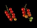 Branch with red ripe cherry tomato on a black background, autumn harvest Royalty Free Stock Photo