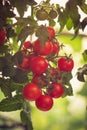 Branch of red ripe and green unripe tomatoes Royalty Free Stock Photo