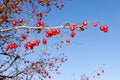 Branch with red ripe wild hawthorn