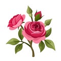 Branch of red roses. Vector illustration. Royalty Free Stock Photo